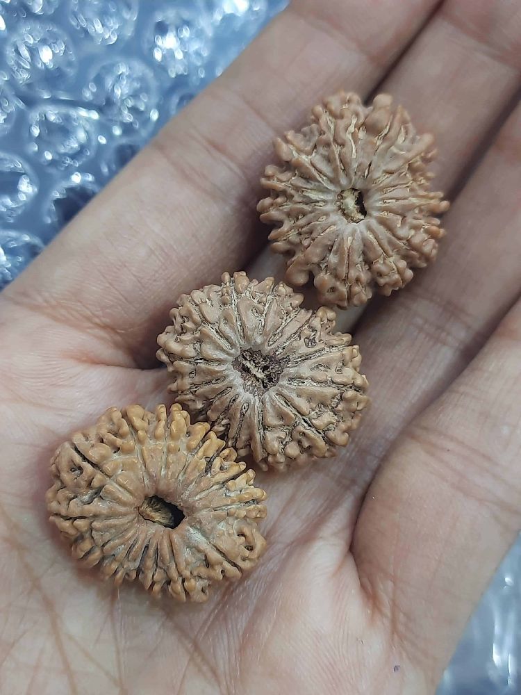 Collection of Authentic Rudraksha Beads 9